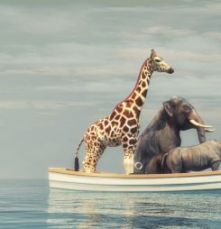 Welcome to Wild Health – Irregular Insights