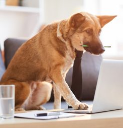 NPS MedicineWise ramps up virtual visits