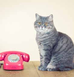 Telehealth restrictions will limit reach of pop-up providers